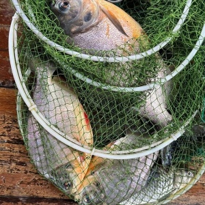 낚시 "피라냐 사냥"