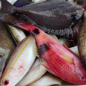 해양 낚시와 스노클링